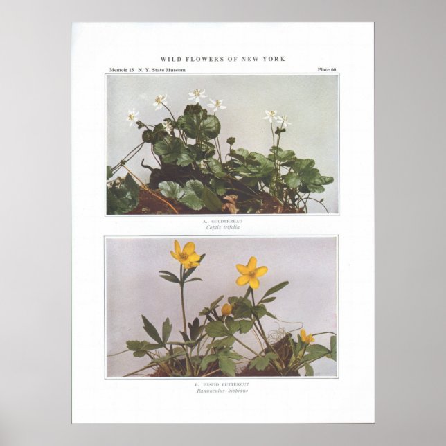 Goldthread - Coptis trifolia Poster (Framsidan)