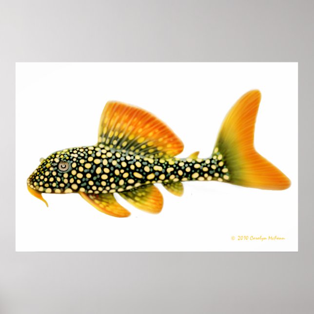 Goldy Pleco Fish Skriv ut Poster (Framsidan)