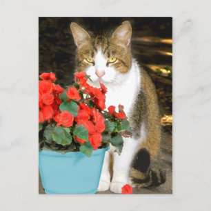 "Goldy & Red Flowers" vykort