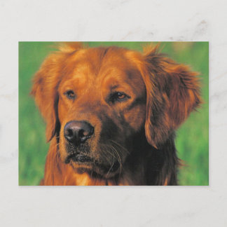 Golen Retriever-vykort Vykort