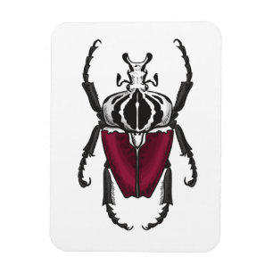 Goliat beetle magnet