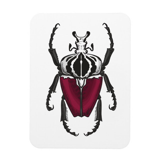 Goliat beetle magnet (Vertikal)