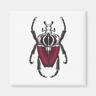 Goliat beetle magnet