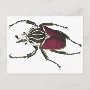 Goliath Beetle Vykort