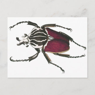 Goliath Beetle Vykort