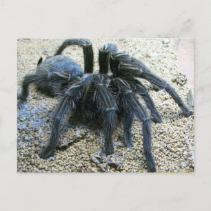 Goliath Tarantula-vykort Vykort