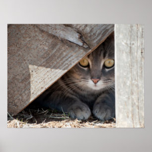 Göm-a-Kattunge Poster