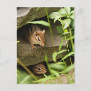 Göm och sök efter Baby Chipmunk Syskon Vykort