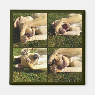 Göm och sök efter valp magnet