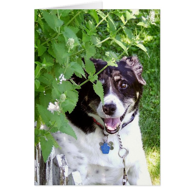 Göm och söka hälsningskort (Framsidan)