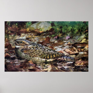 Gömda Whippoorwill Poster