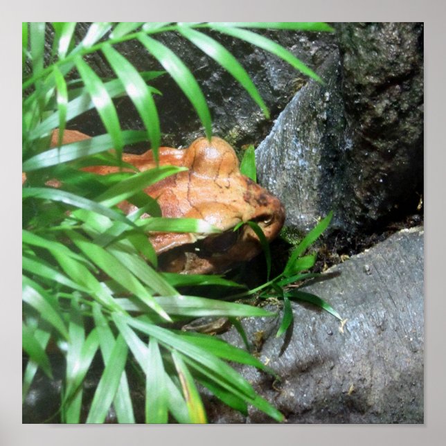 Gömmande groda poster (Framsidan)