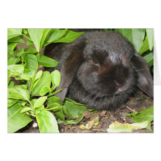 Gömmande Ställe OBS Kort