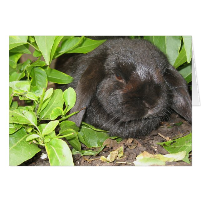 Gömmande Ställe OBS Kort (Framsidan Horizontal)