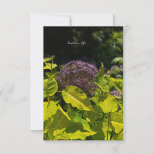 Gömmer Allium Anteckningskort