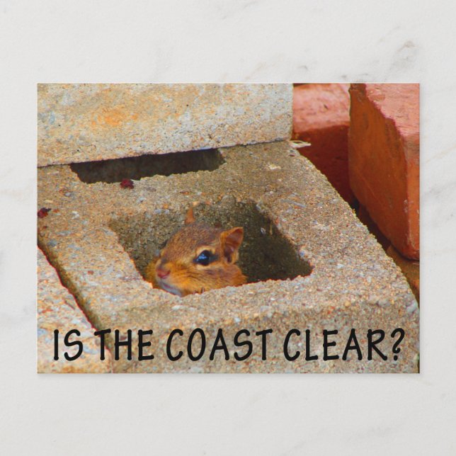 Gömmer ekorre vykort (Framsida)