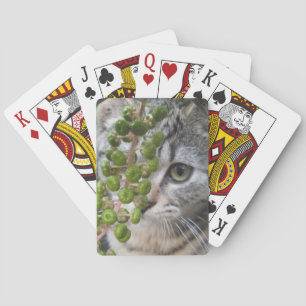 Gömmer Kitten Kortlek