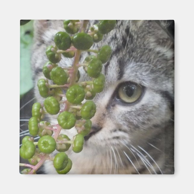 Gömmer Kitten Magnet (Framsidan)
