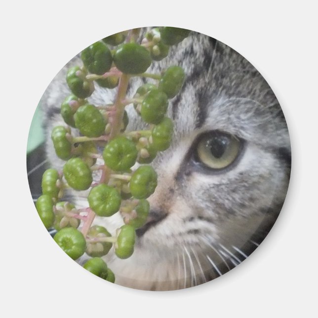 Gömmer Kitten Magnet (Framsidan)