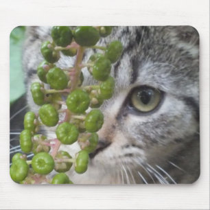 Gömmer Kitten Musmatta