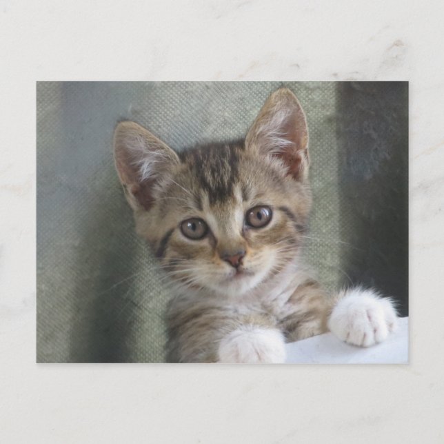 Gömmer Kitten Vykort (Framsida)