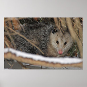 Gömmer Opossum Poster