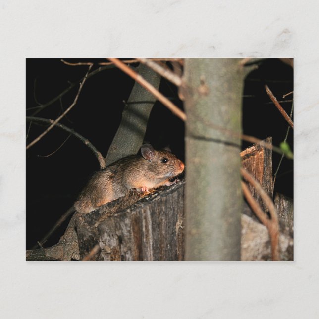 Gömmer vykort (Framsida)