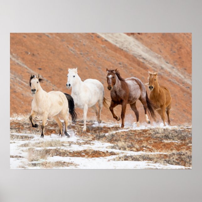 Gömmställe Ranch med liten hjord hästar i snö Poster (Framsidan)
