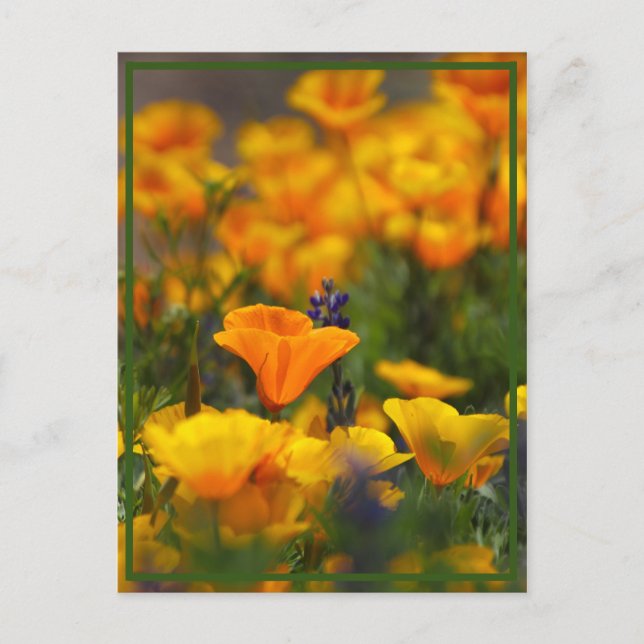 Gömt diskett vykort (Framsida)