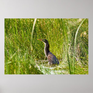 "Gömt Heron" (liggande) Poster