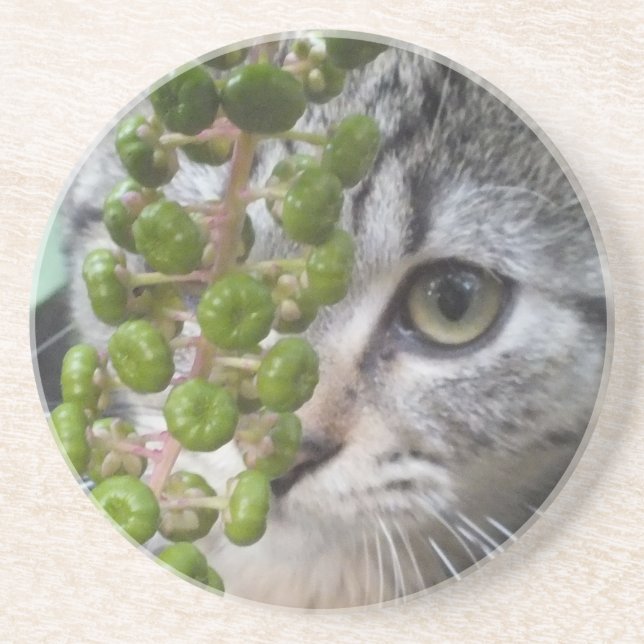 Gömt Kitten Underlägg (Framsidan)