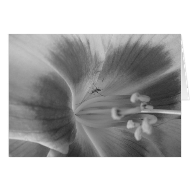 Gömt Kryp-kort Hälsningskort (Framsidan Horizontal)