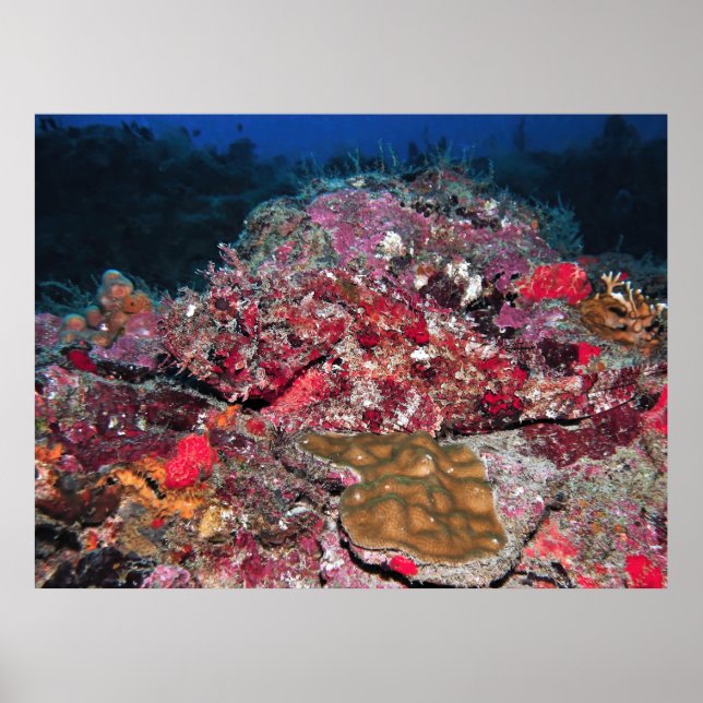 Gömt Scorpionfish Poster (Framsidan)