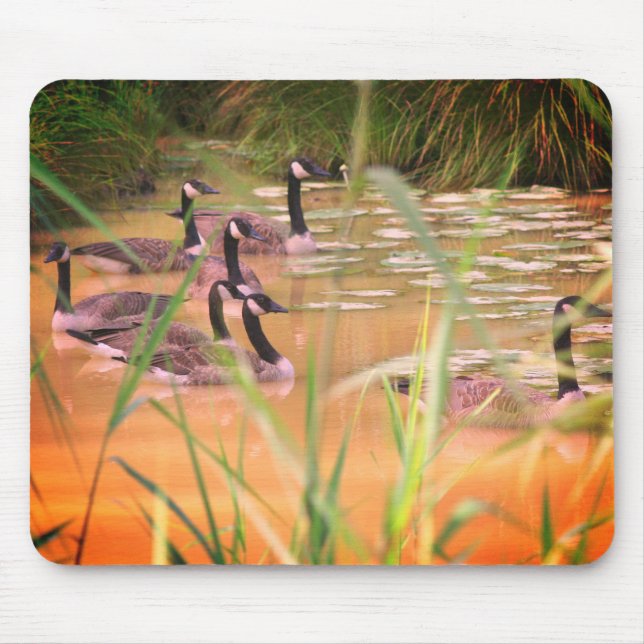 Gömt Serenity Canada Geese Nature Musmatta (Framsidan)