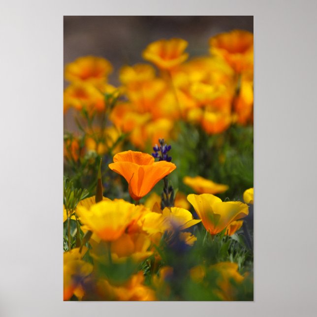 gömt vallmo poster (Framsidan)