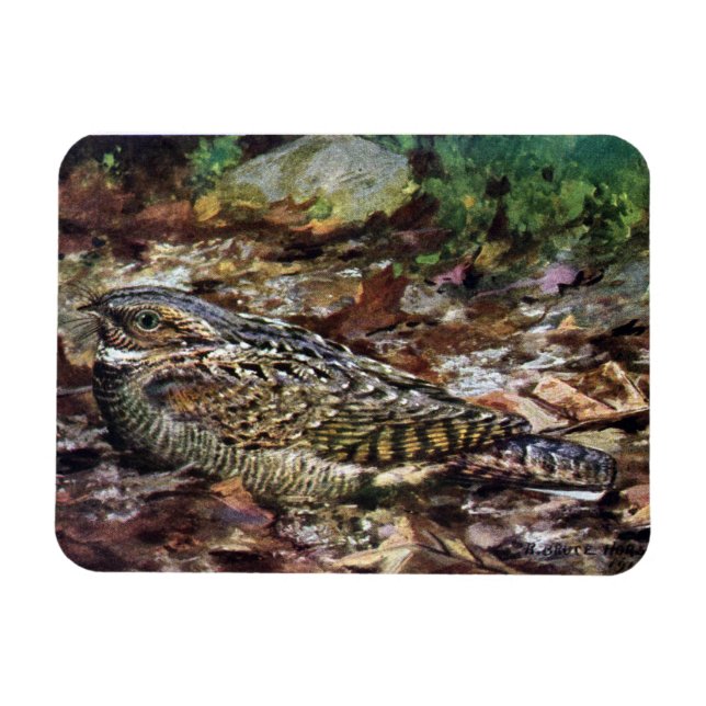 Gömt Whippoorwill Magnet (Horisontell)