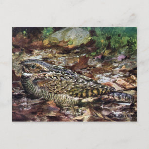 Gömt Whippoorwill Vykort