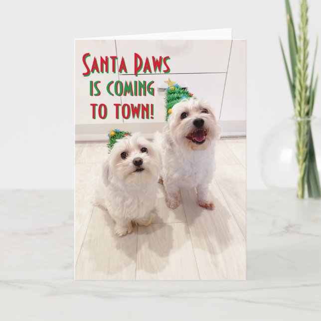 Goodboys på maltesiska och Bichon-julkort Helgkort (Framsida)
