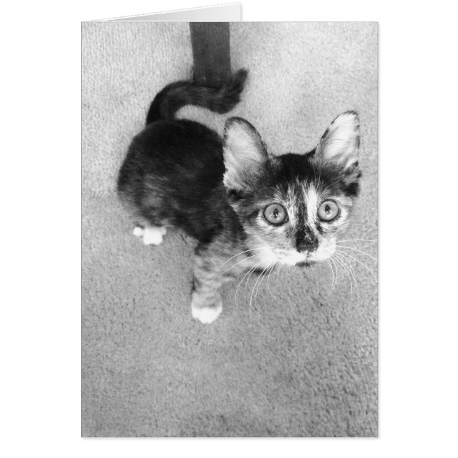 goofy calicokitten, svart och vit hälsningskort (Framsidan)