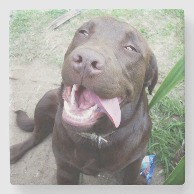 Goofy Delight: Chocolate Brown Labrador Puppy, Stenunderlägg (Framsidan)