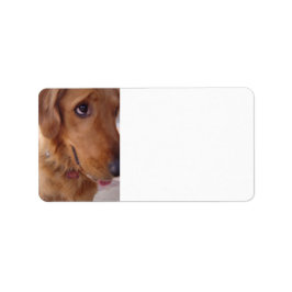 Goofy Golden Adressetikett