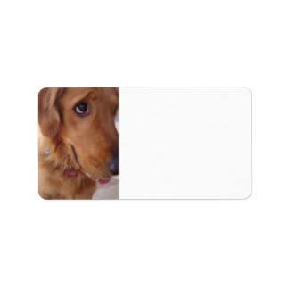 Goofy Golden Adressetikett