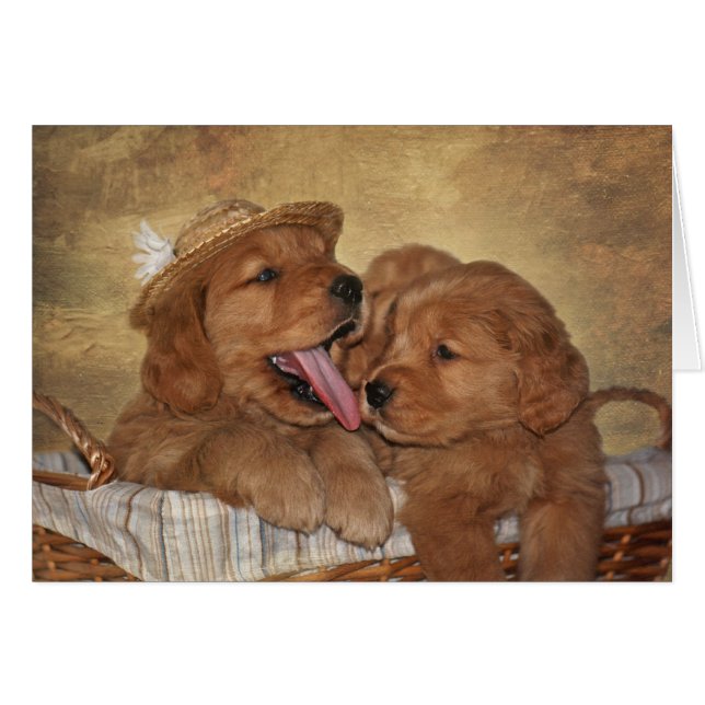 Goofy Golden Retrievers OBS Kort (Framsidan Horizontal)