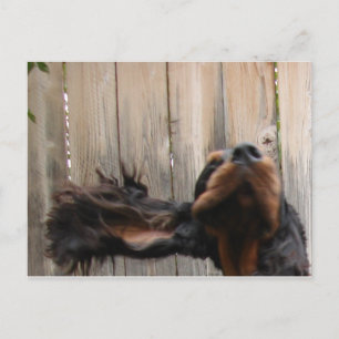 Goofy Gordon Setter Postcard Vykort