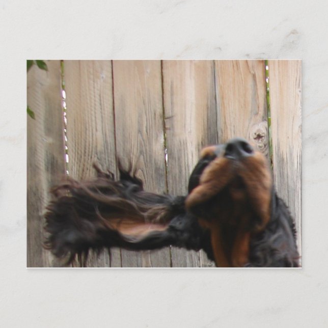 Goofy Gordon Setter Postcard Vykort (Framsida)