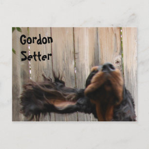 Goofy Gordon Setter Postcard Vykort