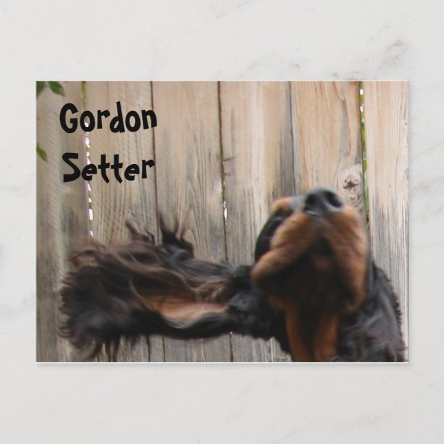 Goofy Gordon Setter Postcard Vykort (Framsida)