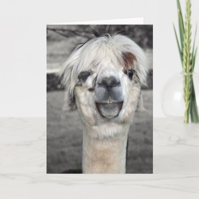 Goofy Llama-hälsningskort Kort (Framsida)