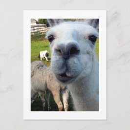 Goofy Llama Postcard Vykort