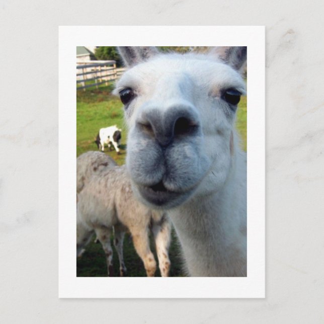 Goofy Llama Postcard Vykort (Framsida)